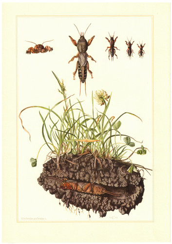 Heuschrecke maulwurfsgrille - ,
