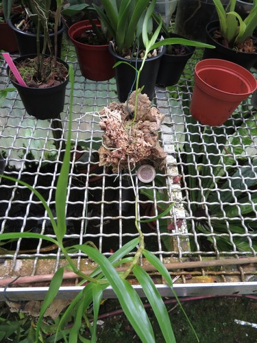 Dendrobium hercoglossum alba