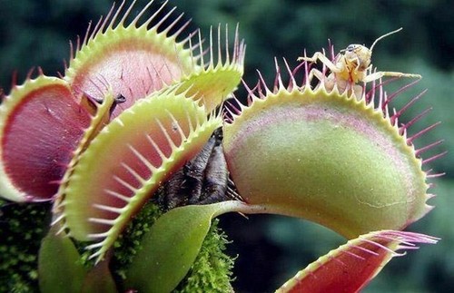 Dionaea muscipula giant - giant,