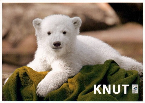 Eisbär knut zoo - knut, im