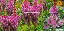 Astilbe Purpurlanze -