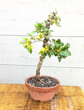 Bonsai Outdoor Weißdorn Crateagus winterhart 40cm