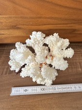 Weiße Steinkoralle 14 cm