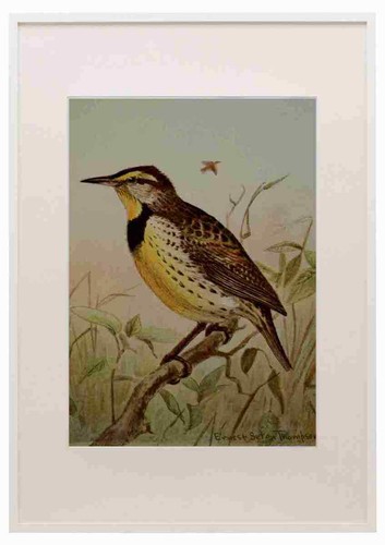 Seton ernest 1901 - seton, meadowlark