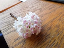 Winterblühender Duft-Schneeball  Charles Lamont - 40-50 cm hoch, Co. 3 L