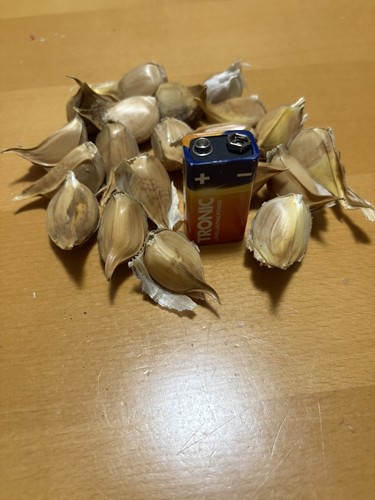 Elefantenknoblauch elefanten - elefantenknoblauch,