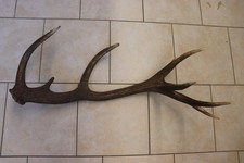 Abwurfstange Geweihstange