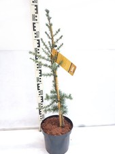 Cedrus libani Horstmann