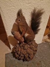 Tierpräparat Eichhörnchen