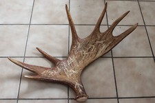 DEKORATIVES SCHWEDEN-ELCHGEWEIH, SCHAUFEL MIT GRAVUR, GEHÖRN, JAGDTROPHÄE #11462