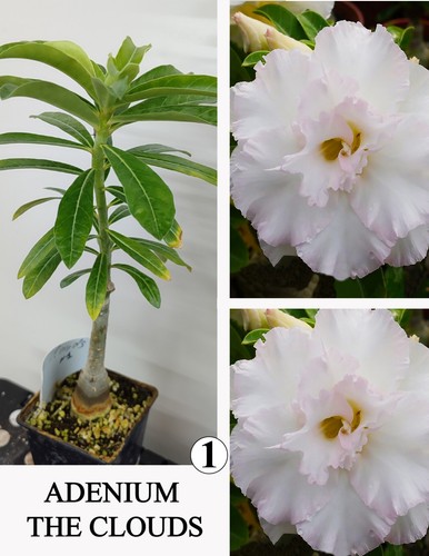 Adenium the clouds - clouds, n1