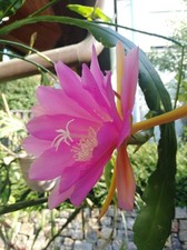Epiphyllum - Blattkaktus  'Irena Paetz' -  Steckling / Ableger - 26 cm lang