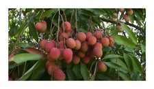 10x Freycinetia sp. Litchi like Schraubenbäume Garten Pflanzen - Samen ID640