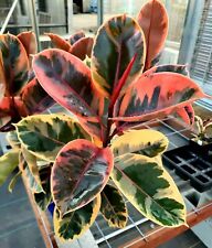 Sale1417 Ficus Elastica Ruby