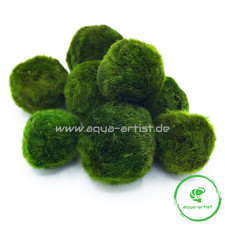 10x Mooskugel Moosball 3-4 cm - Cladophora linnaei Aquarienpflanze Deko Aquarium