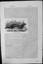 Alter antiker Druck Iltis