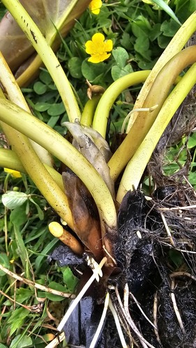 Seerosen winterhart nymphaea - seerosen,