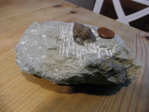 Trilobit asaphus expansus - trilobit,
