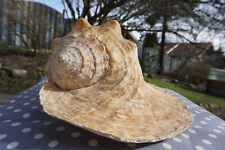 XL Muschel Strombus (Titanostrombus) goliath (1) (Video)(aus Sammlungsauflösung)