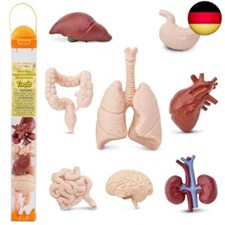 Toob S689304 Menschliche Organe