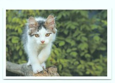 1 AK Katze 40' - NEU !!! #