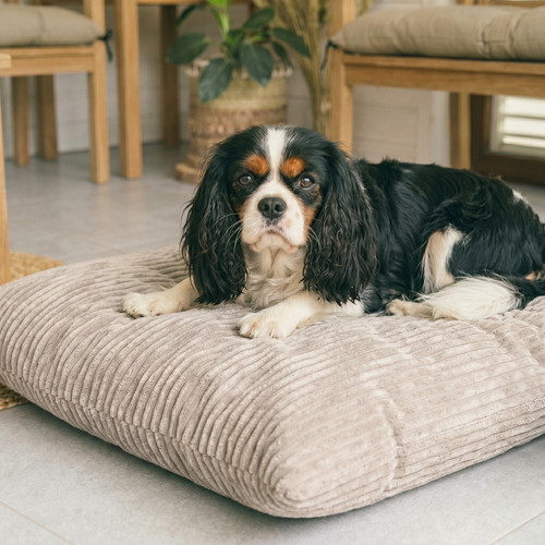 Textil molly hundekissen - 4l,