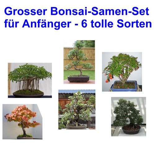 Samen großer bonsai - samen,