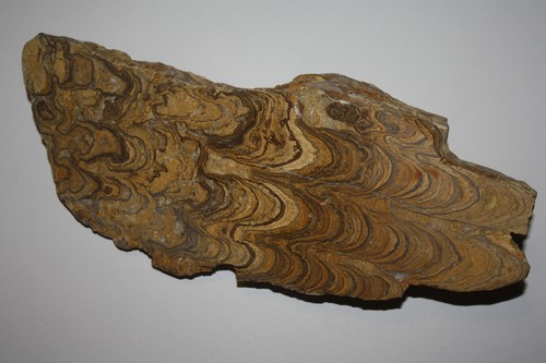 Stromatolith bolivien 157 - stromatolith,