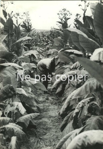 Angola tabakanbau malanje - tabakanbau,
