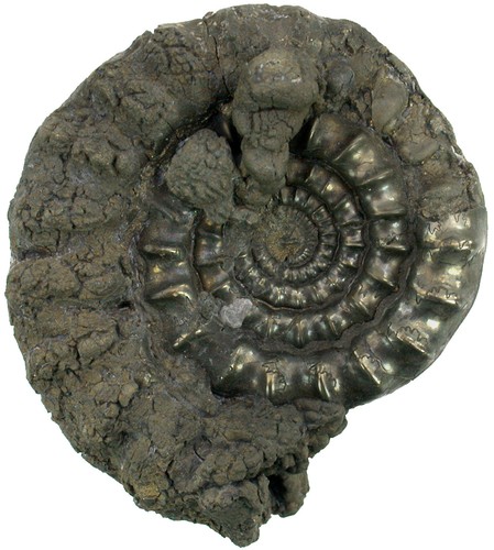 Lias echioceras raricostatum - lias,