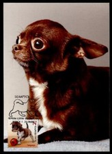 Junge Hunde: Chihuahua. Maximumkarte. Weißrußland 2017
