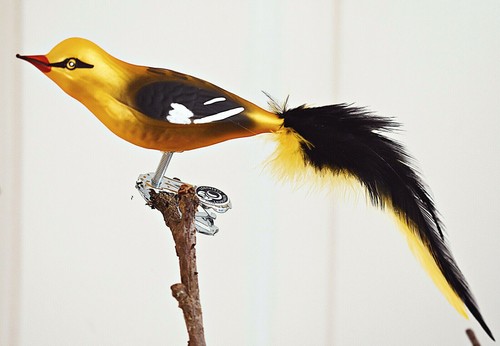 Pirol glas vogel feder - ❀,