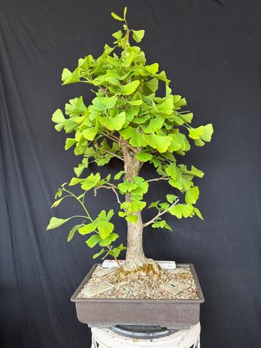 Ginkgo bonsai prebonsai - ginkgo,