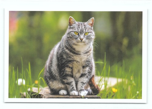 Postkarte katze - postkarte, 14''