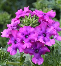 Eisenkraut muriel verbena - -,