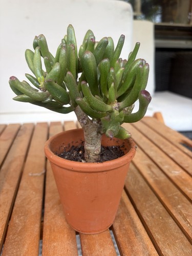 Geldbaum pfenningbaum crassula - pfenningbaum,