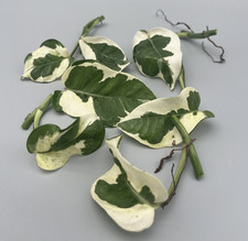 Epipremnum aureum N'Joy