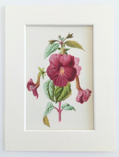 Achimenes hulme montiert - hulme,