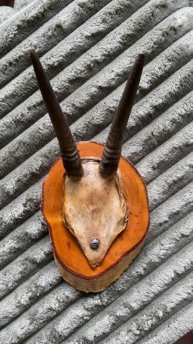 Geweih trophäe auf holzbrett - geweih-trophäe,