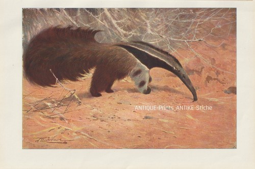 Ameisenbär myrmecophaga - ameisenbär, (myrmecophaga