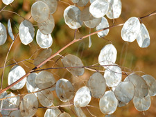Silberblatt 200 Samen Lunaria