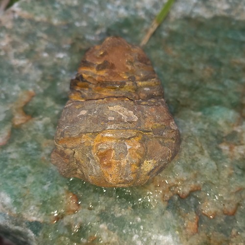 Sonderangebot fossil trilobit - sonderangebot,