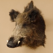 Wildschwein Europäischer Keiler Keilerkopf H 60 cm Kopf Tierpräparat 34.1.75