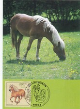 Haflinger    Pferderassen
