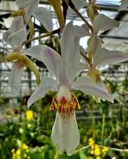 Renanthera holcoglossum - x,