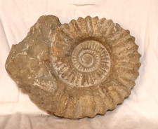 AMMONIT Fossilie Schnecke