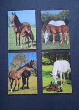 4 AK Pferdepostkarten Holsteiner Stute mit Fohlen, Horse