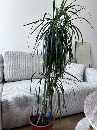 Dracaena marginata