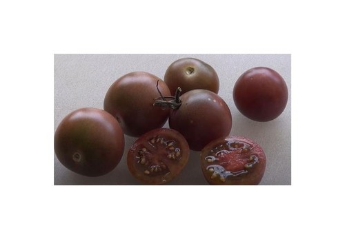 40x tomate chocolate cherry - chocolate,