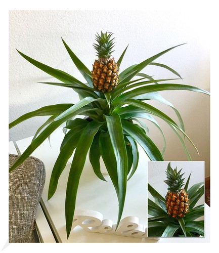 Ananas corona 1 pflanze - ananas, "corona",1